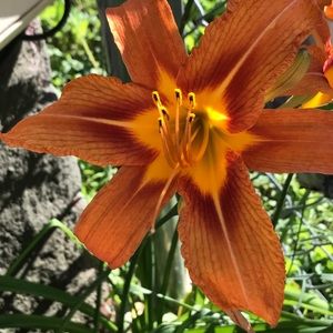 Meet your Posher, Wanda